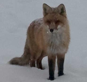 Андрей, 49 лет, Пенза, Пенза,  Россия 🇷🇺