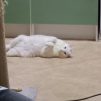Максим, 36 лет, Гетеро, Красноярск, Красноярский, Россия 🇷🇺